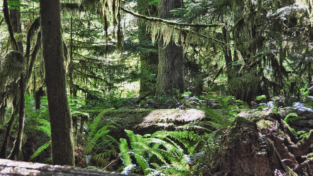Une jungle humide qui nous rappelle l'Asie - Cathedral Grove, Canada