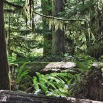 Une jungle humide qui nous rappelle l'Asie - Cathedral Grove, Canada