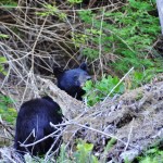 L'ours noir qui nous guette à Salmon Beach - Vancouver Island