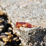 Un petit crabe rouge se dore au soleil, Tofino - Canada